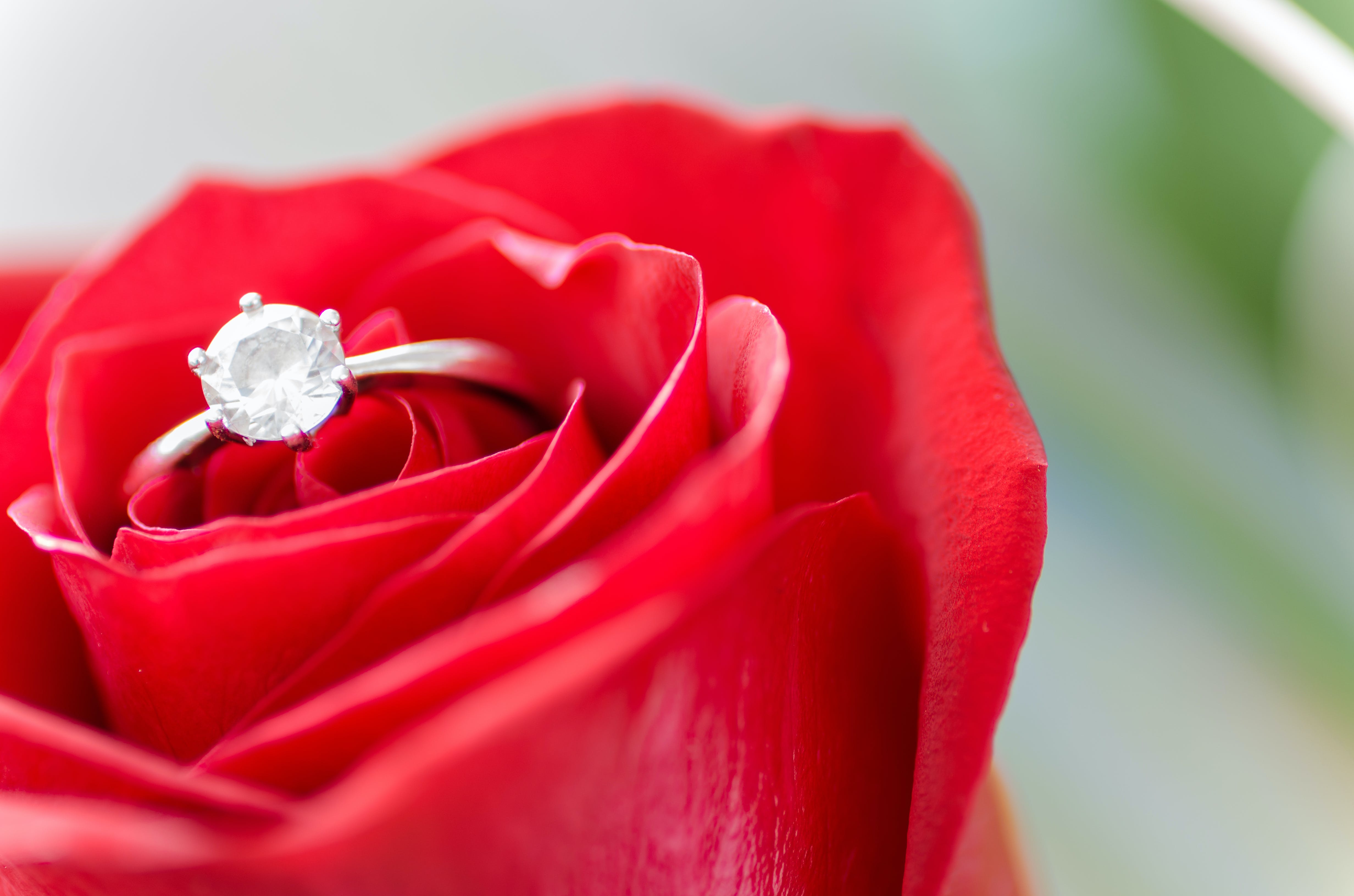 Red rose with diamond ring in it